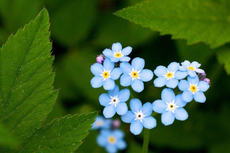 Forget-me-nots - photo