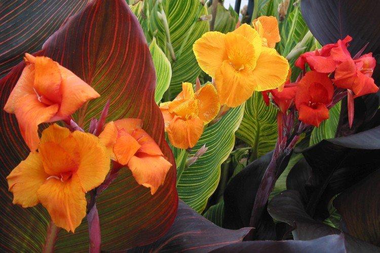 Canna - photo