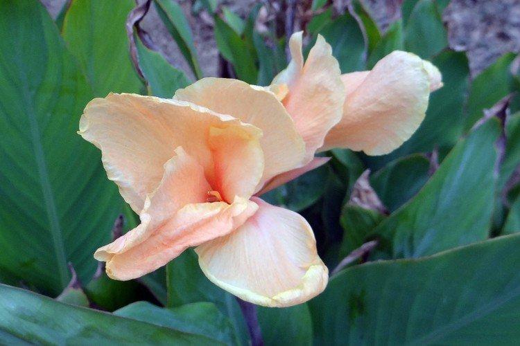 Canna - photo