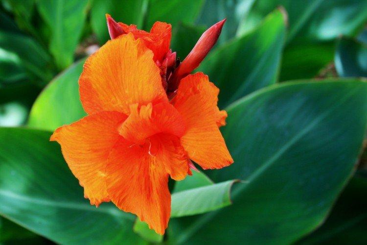 Canna - photo