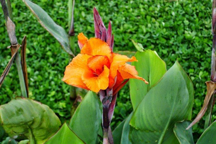 Canna - photo