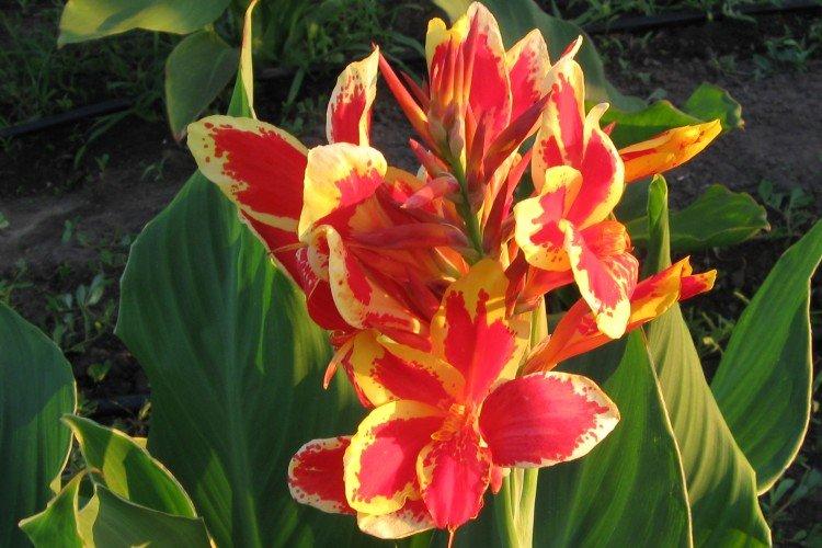 Canna - photo