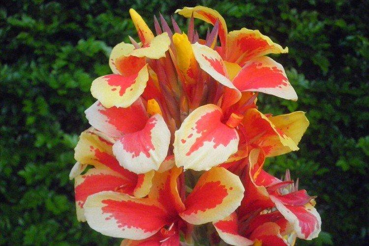 Canna - photo