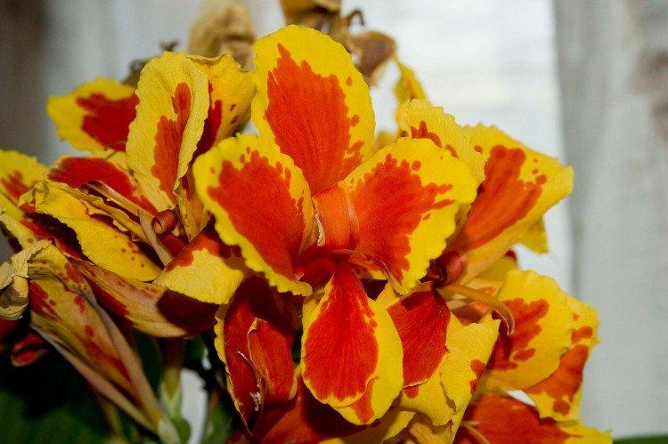 Canna - photo