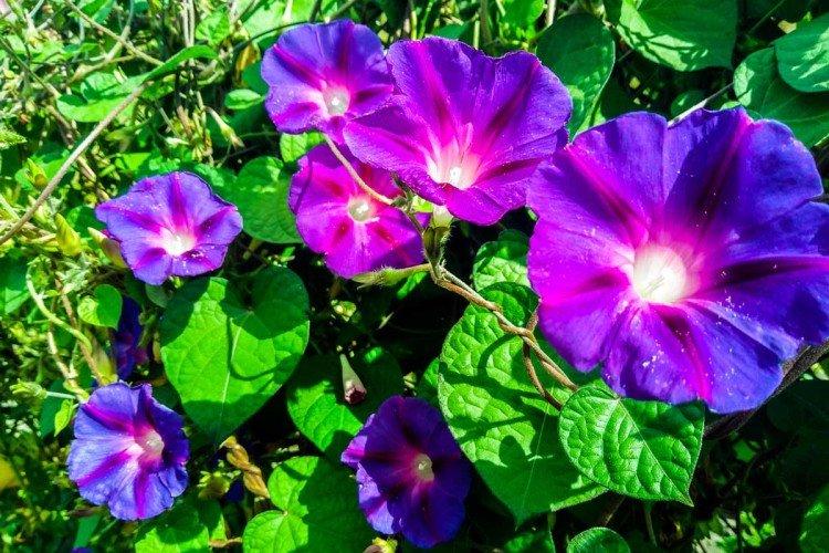 Ipomoea (60 photos): types, plantation et soins en plein champ Ipomoea (60 photos): types, plantation et soins en plein champ