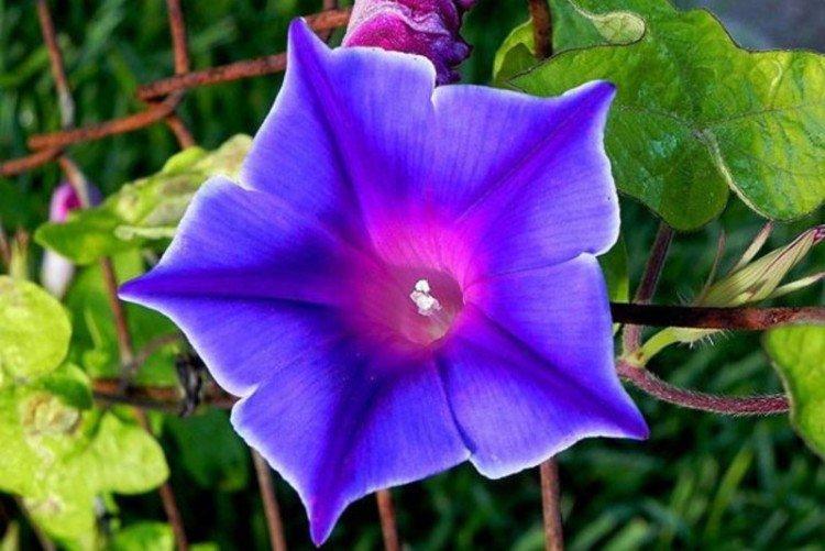 Engrais et alimentation Engrais et alimentation