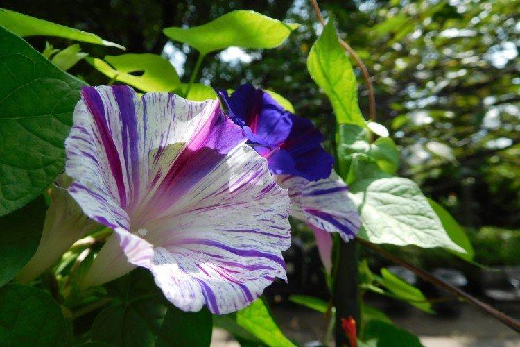 Transférer Transférer