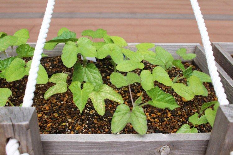 Plantation et sélection Plantation et sélection