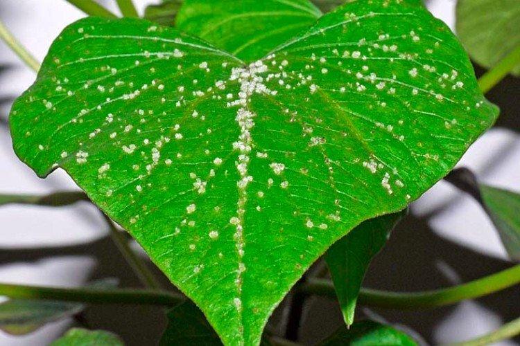 Lutte contre les parasites et les maladies Lutte contre les parasites et les maladies