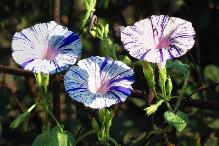 Gloire du matin - photo Gloire du matin - photo