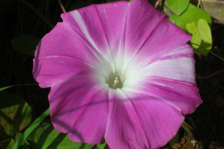 Gloire du matin Nil Gloire du matin Nil