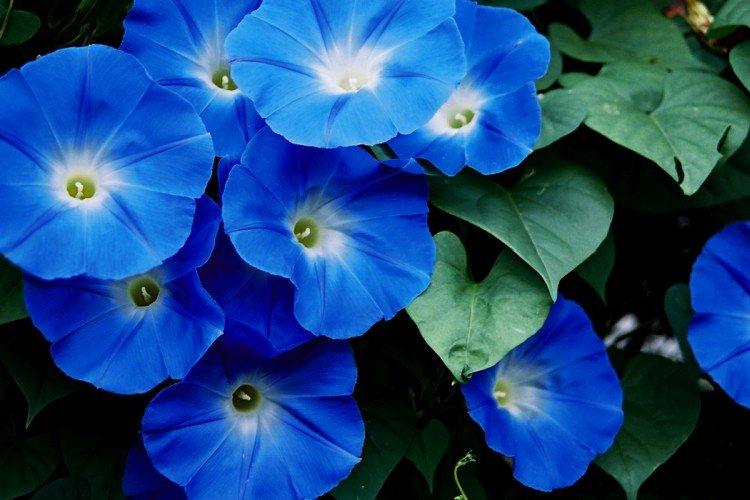 Gloire du matin - photo Gloire du matin - photo