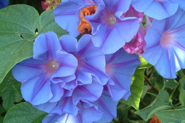 Gloire du matin - photo Gloire du matin - photo