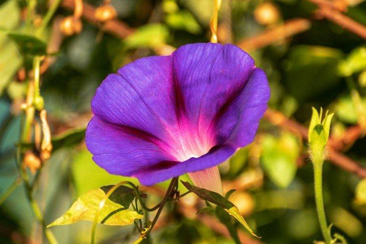 Gloire du matin - photo Gloire du matin - photo