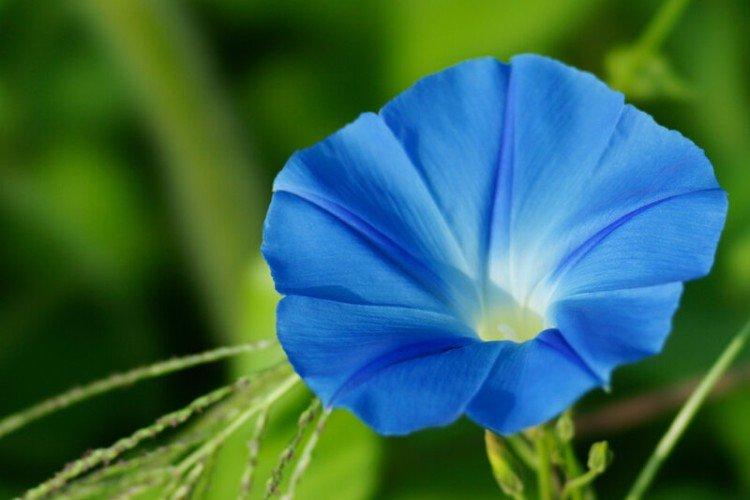 Gloire du matin - photo Gloire du matin - photo