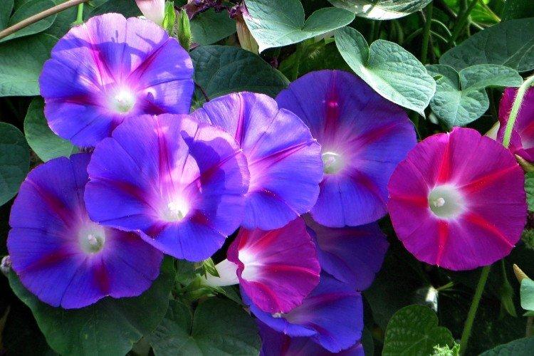 Gloire du matin - photo Gloire du matin - photo