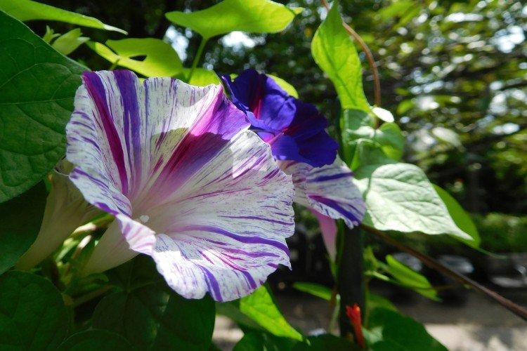 Gloire du matin - photo Gloire du matin - photo