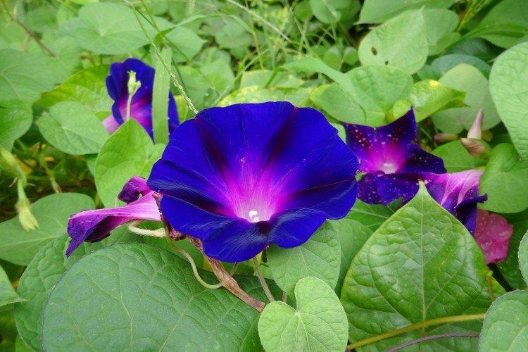 Gloire du matin - photo Gloire du matin - photo