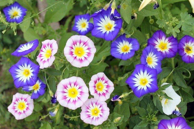 Gloire du matin tricolore Gloire du matin tricolore