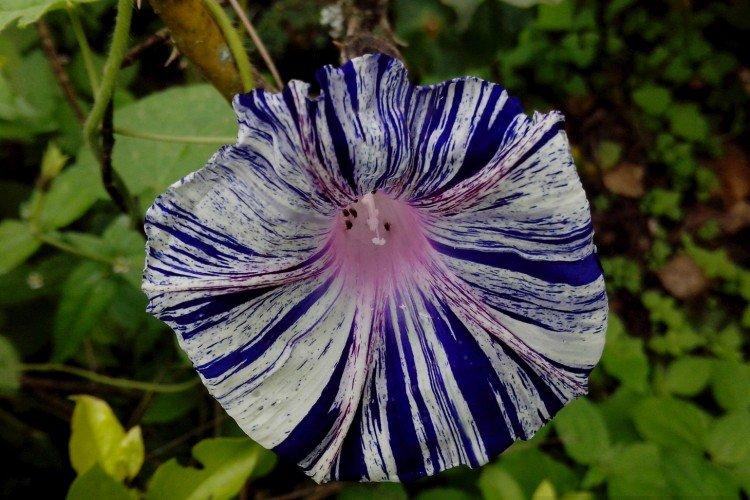 Gloire du matin - photo Gloire du matin - photo