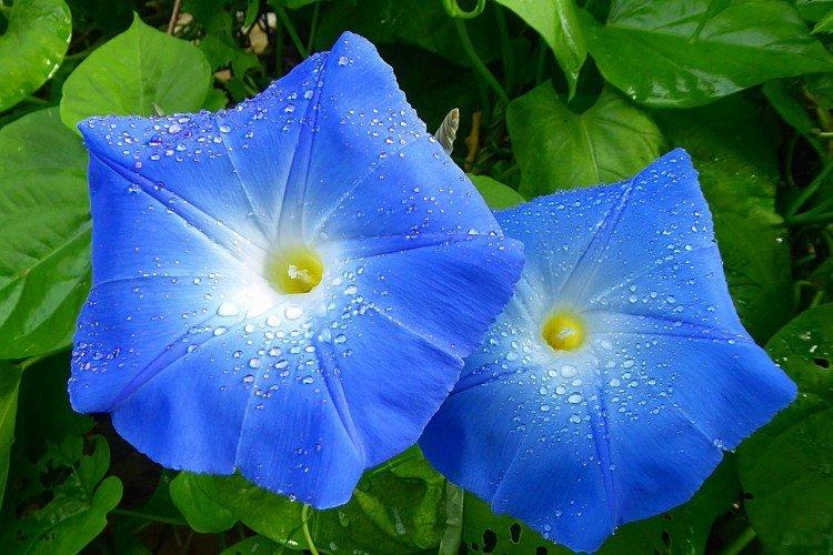 Gloire du matin - photo Gloire du matin - photo