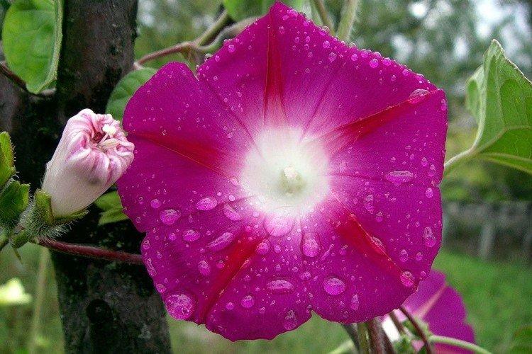 Gloire du matin - photo Gloire du matin - photo