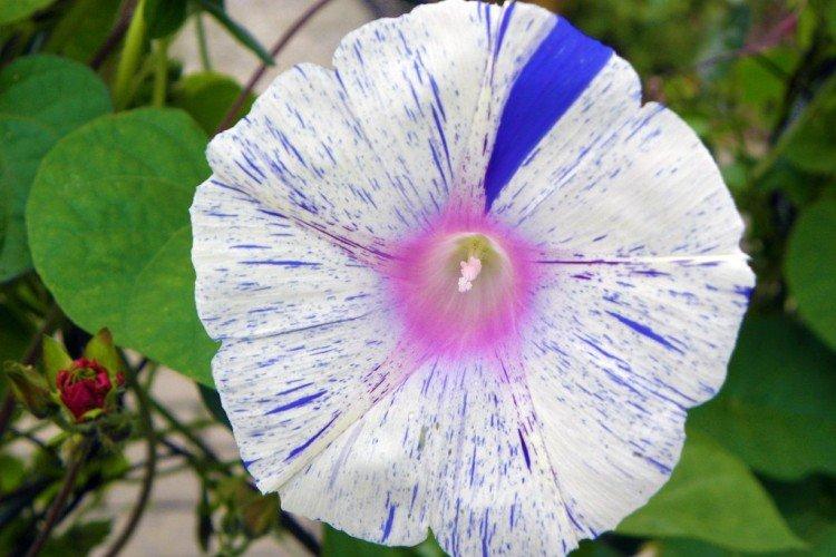 Gloire du matin - photo Gloire du matin - photo