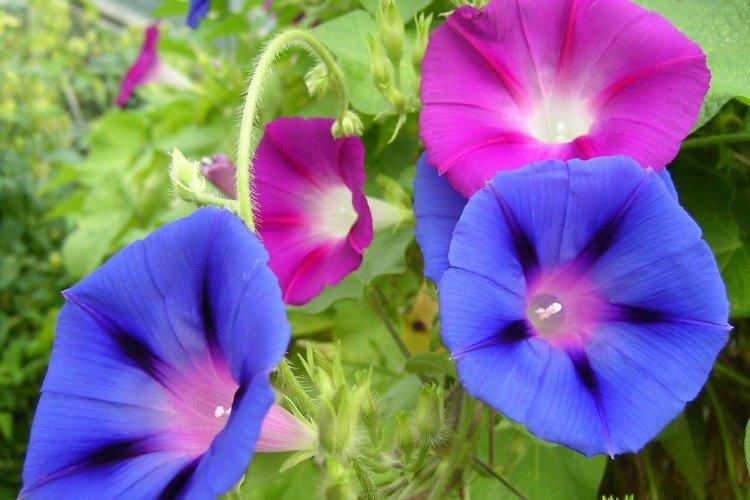 Gloire du matin - photo Gloire du matin - photo