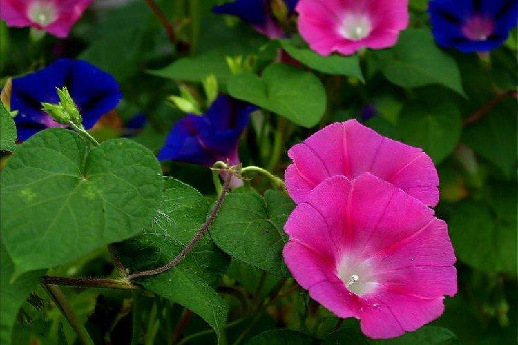 Gloire du matin - photo Gloire du matin - photo