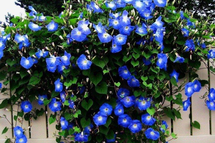 Gloire du matin - photo Gloire du matin - photo