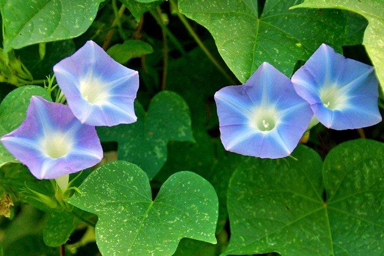 Gloire du matin - photo Gloire du matin - photo