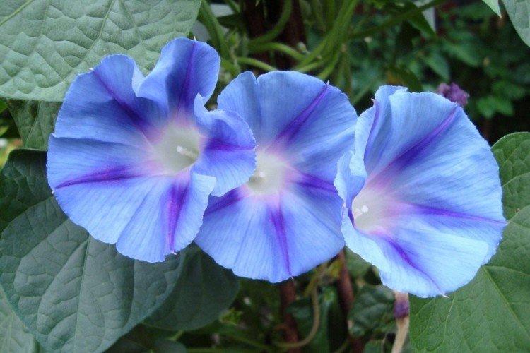 Gloire du matin - photo Gloire du matin - photo