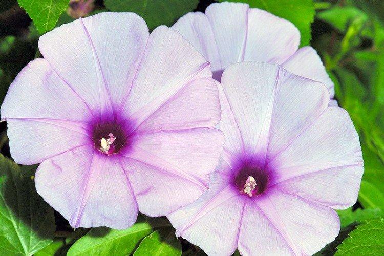 Gloire du matin - photo Gloire du matin - photo