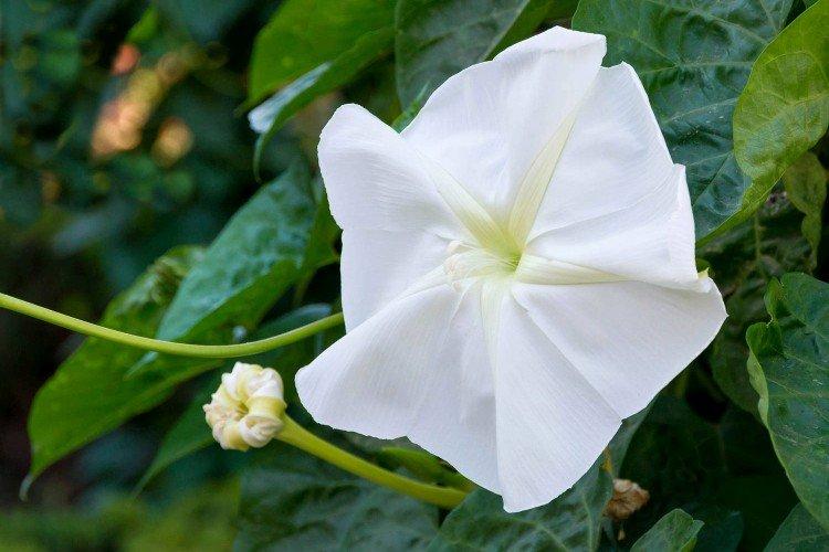 Gloire du matin en fleurs de lune Gloire du matin en fleurs de lune