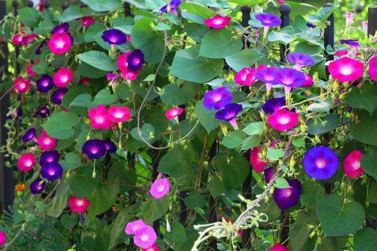 Gloire du matin - photo Gloire du matin - photo