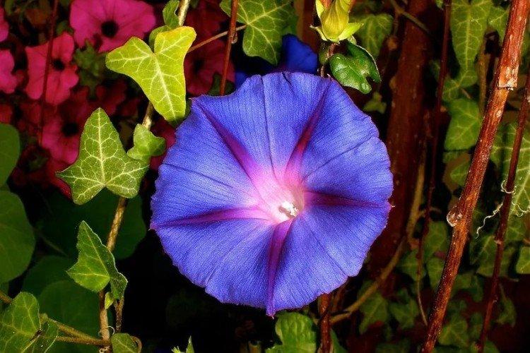 Gloire du matin - photo Gloire du matin - photo