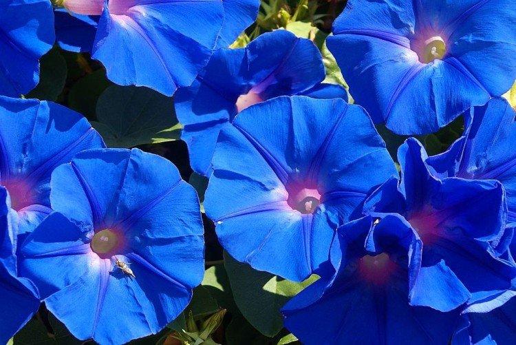 Gloire du matin - photo Gloire du matin - photo