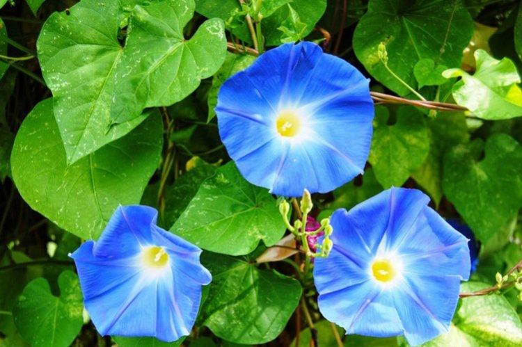 Gloire du matin bleu Gloire du matin bleu