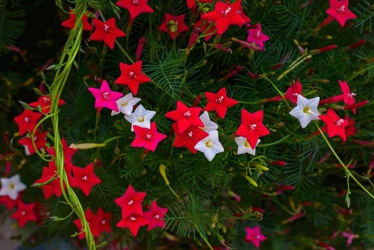 Gloire du matin Kvamoklit Gloire du matin Kvamoklit