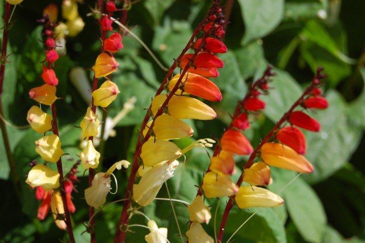 Gloire du matin Mina Lobata Gloire du matin Mina Lobata