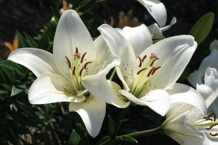 Engrais et alimentation Engrais et alimentation