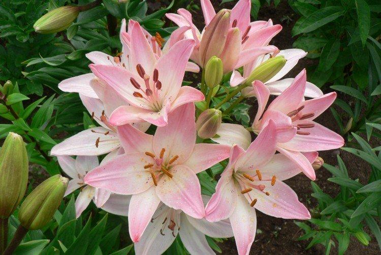 Stockage des ampoules Stockage des ampoules