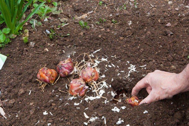 Plantation et sélection Plantation et sélection