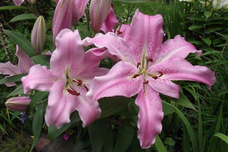 Lys - photo Lys - photo