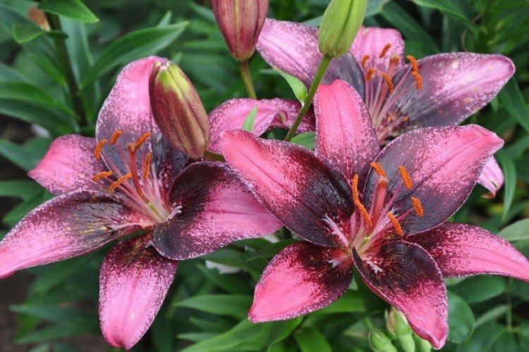 Lys asiatiques Lys asiatiques