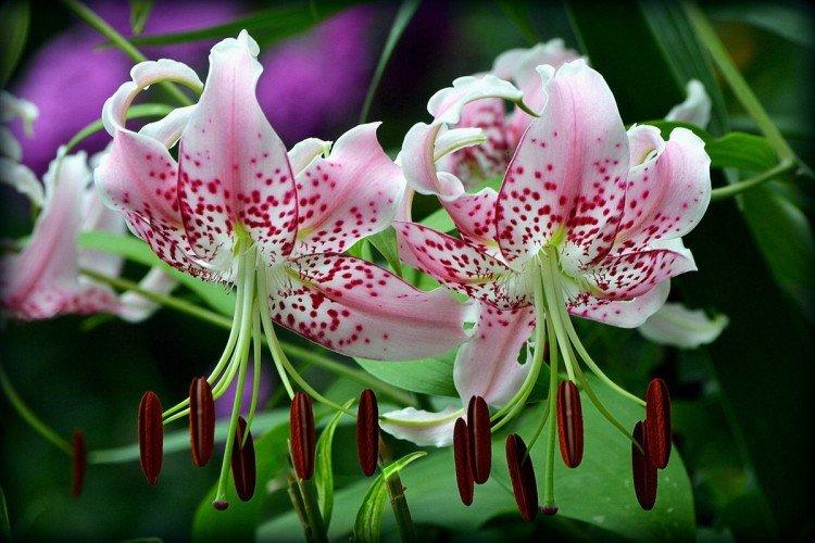 Lys - photo Lys - photo