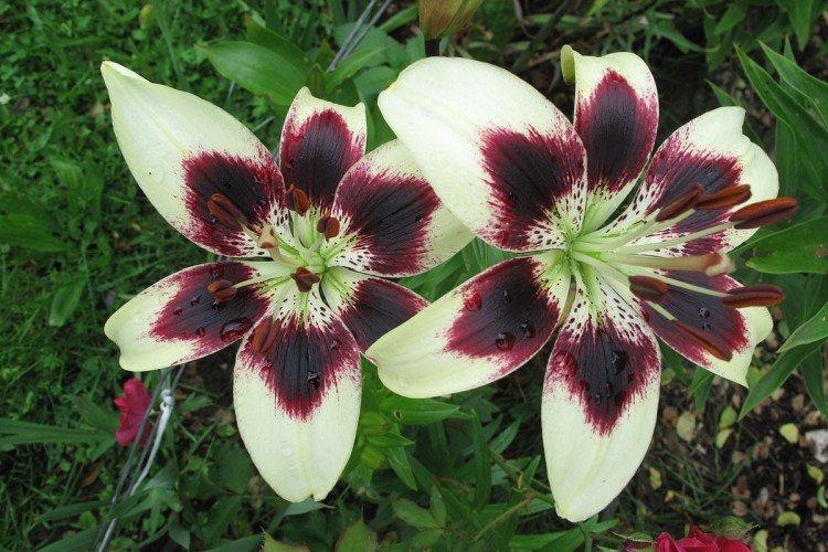 Lys - photo Lys - photo