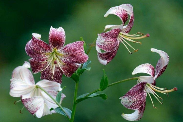 Lys - photo Lys - photo