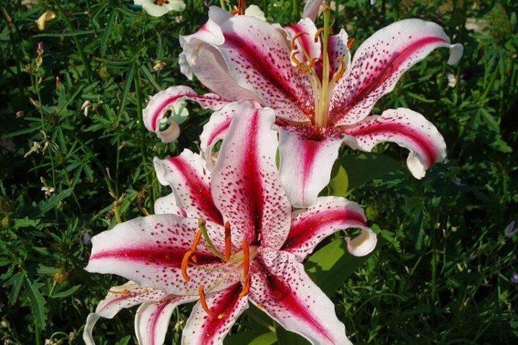 Lys - photo Lys - photo