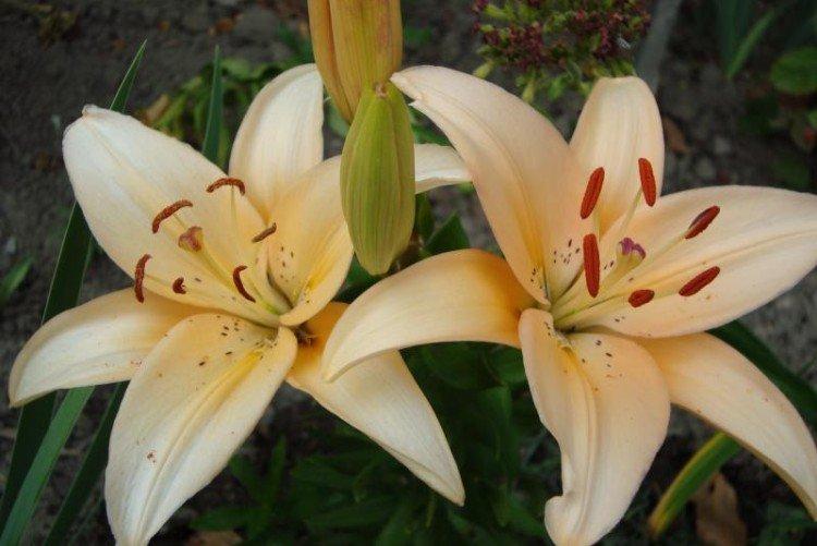 Lys - photo Lys - photo